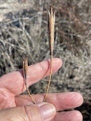 Calochortus splendens