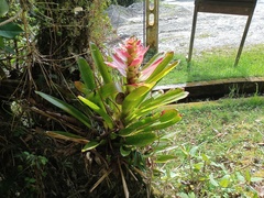 Guzmania gloriosa