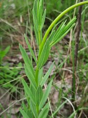 Lasiosiphon anthylloides