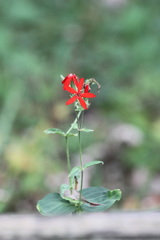 Silene regia