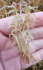 Sphagnum angermanicum