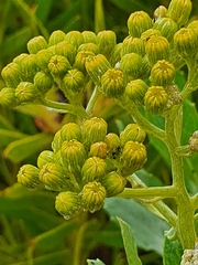 Senecio halimifolius