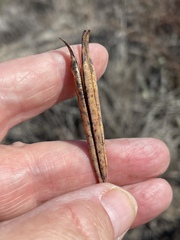 Calochortus splendens