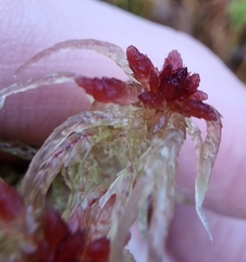Sphagnum angermanicum