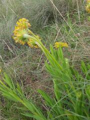 Lasiosiphon anthylloides