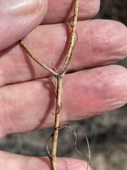 Calochortus splendens