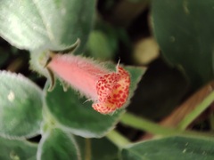 Kohleria