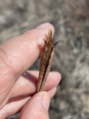 Calochortus splendens