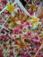 Sphagnum angermanicum