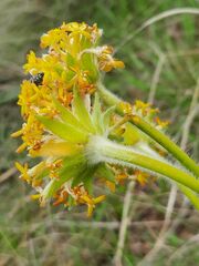 Lasiosiphon anthylloides