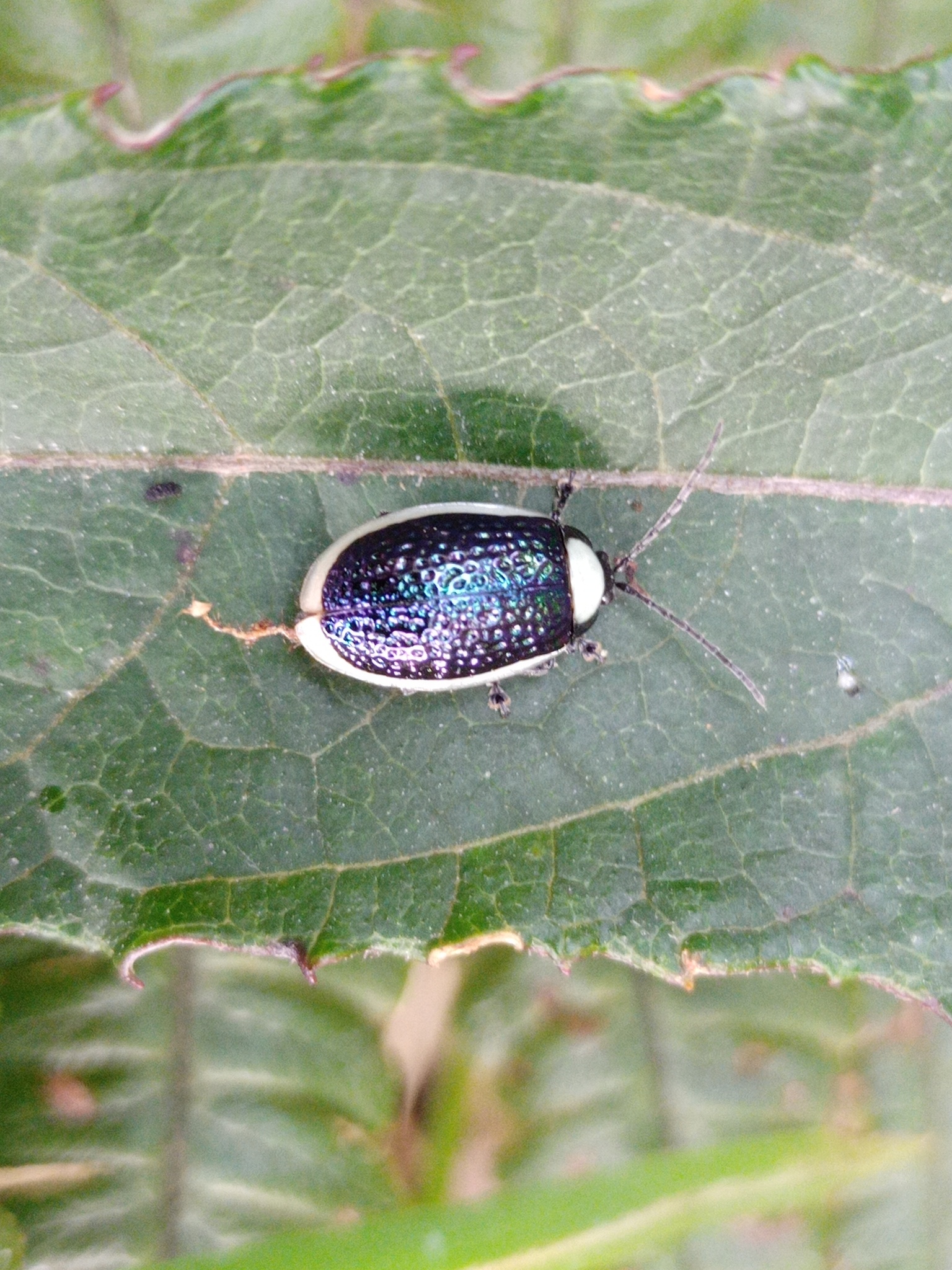 Asphaera image