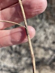 Calochortus splendens
