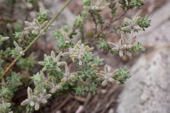 Indigofera glomerata