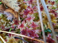 Sphagnum angermanicum