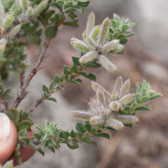 Indigofera glomerata