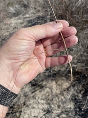 Calochortus splendens