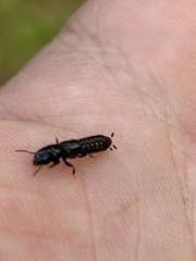 Osoriinae