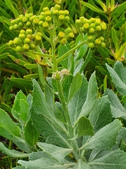 Senecio halimifolius