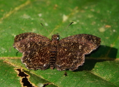 Staphylus minor