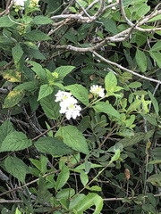 Lantana velutina