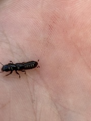 Osoriinae