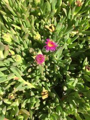Carpobrotus chilensis
