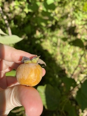 Diospyros lotus