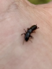 Osoriinae