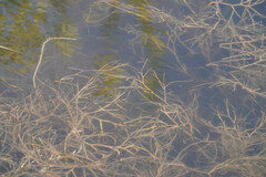 Potamogeton berchtoldii
