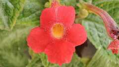 Episcia