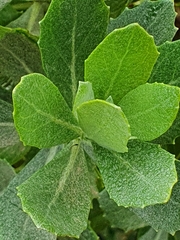 Senecio halimifolius
