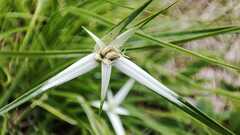 Rhynchospora nervosa