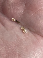 Calochortus splendens