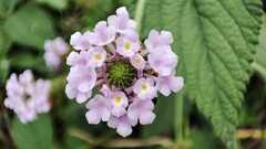 Lantana achyranthifolia