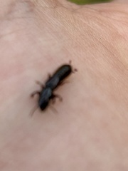 Osoriinae