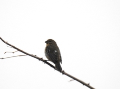 Sporophila