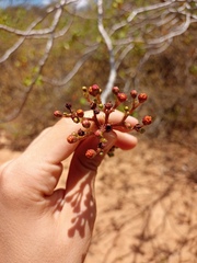 Jatropha mollissima