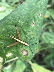 Phlaeoba antennata