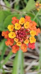 Lantana horrida