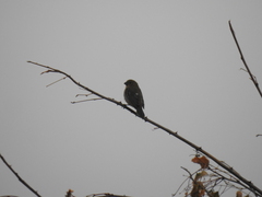 Sporophila