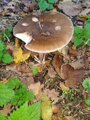 Fungi