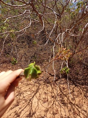 Jatropha mollissima