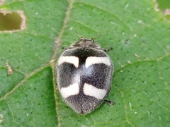 Epilachna convergens