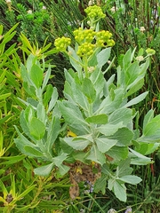 Senecio halimifolius