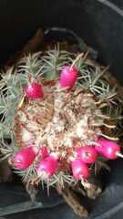 Melocactus