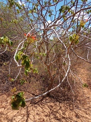 Jatropha mollissima
