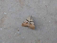 Hemeroplanis incusalis