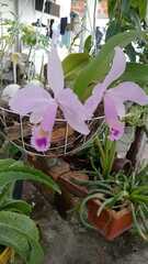 Cattleya