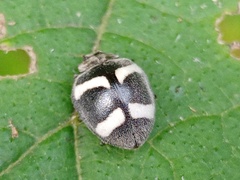 Epilachna convergens