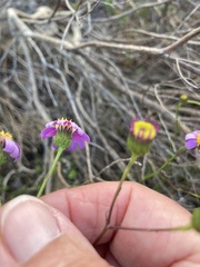 Senecio umbellatus